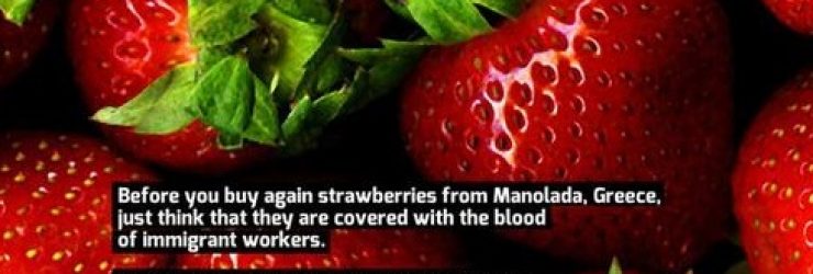 Les «fraises ensanglantées» des immigrés esclaves du Péloponnèse