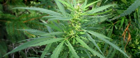 Le cannabis peut rendre la douleur plus «supportable»