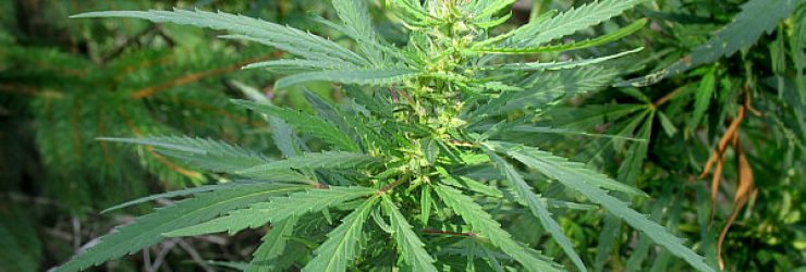 Le cannabis peut rendre la douleur plus «supportable»
