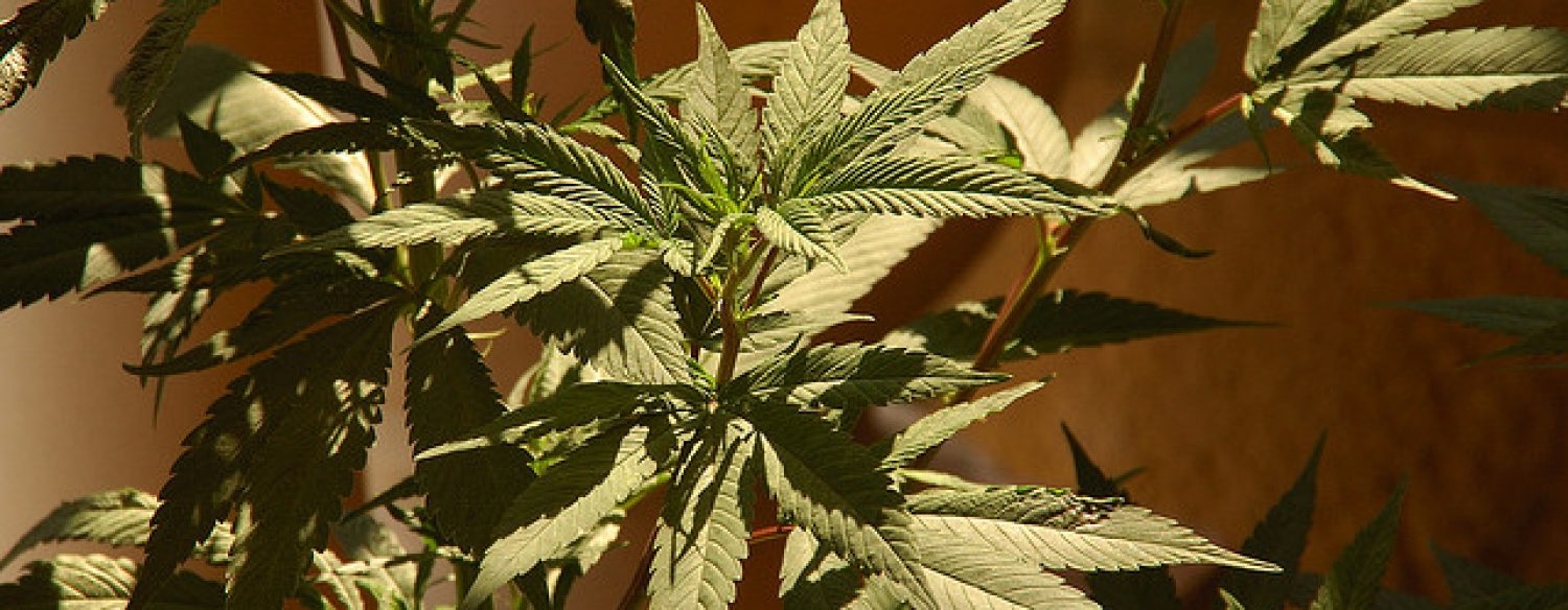 Les coopératives de cannabis sans but lucratif bientôt légalisées?