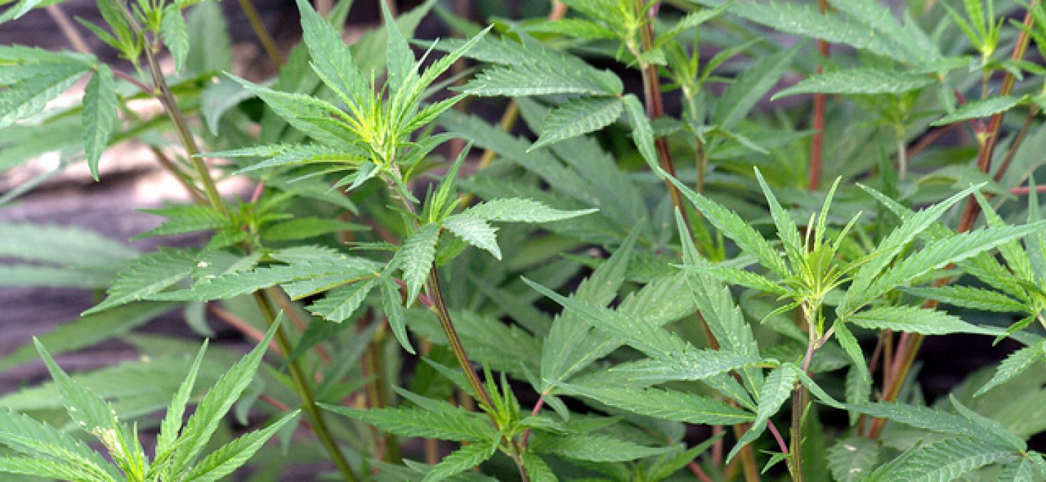 L’Uruguay veut commercialiser le cannabis à 1 dollar le gramme