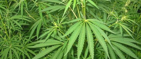Bientôt un médicament contre l’addiction au cannabis?