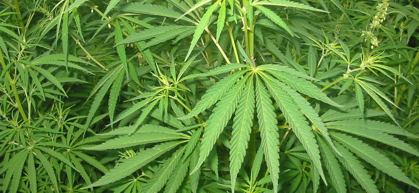 Le business (trop ?) florissant de la marijuana dans le Colorado