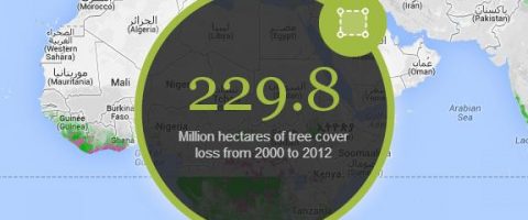 Déforestation: Google garde un œil sur les forêts du monde