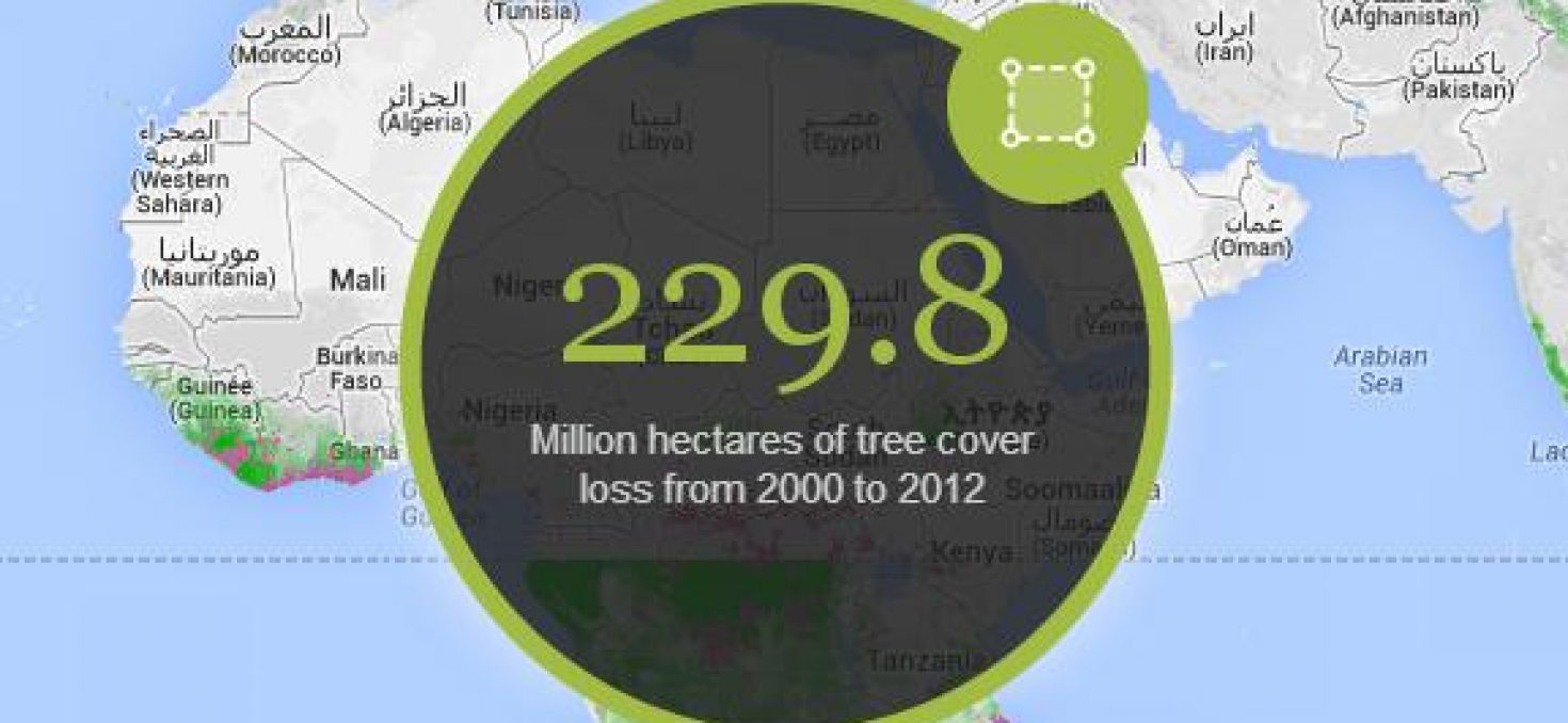 Déforestation: Google garde un œil sur les forêts du monde