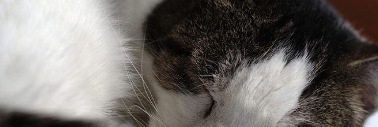 Allergie au chat: bientôt un traitement efficace?