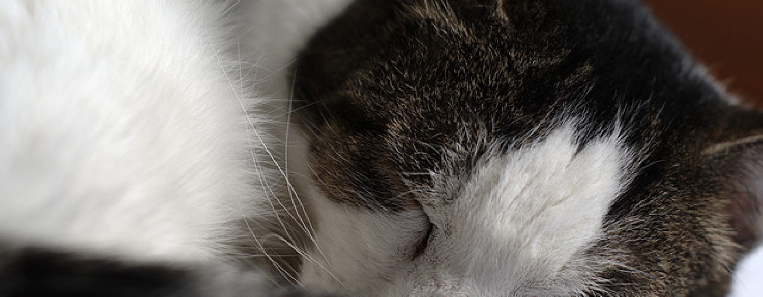 Allergie au chat: bientôt un traitement efficace?