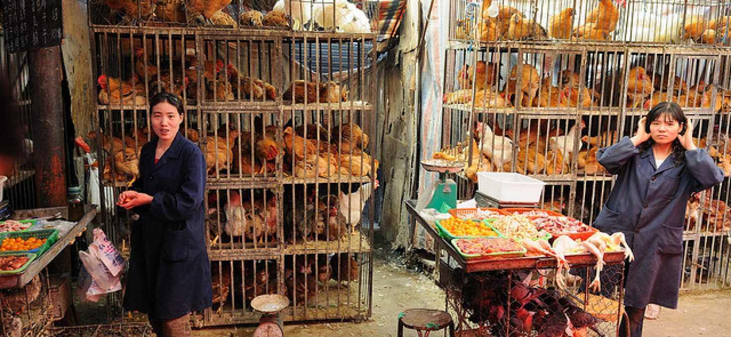 H7N9: La grippe aviaire, transmissible d’homme à homme?