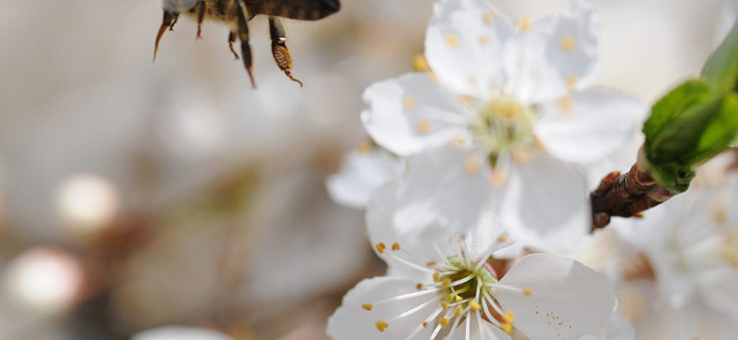 «Il faut évaluer correctement les effets des pesticides sur les abeilles»