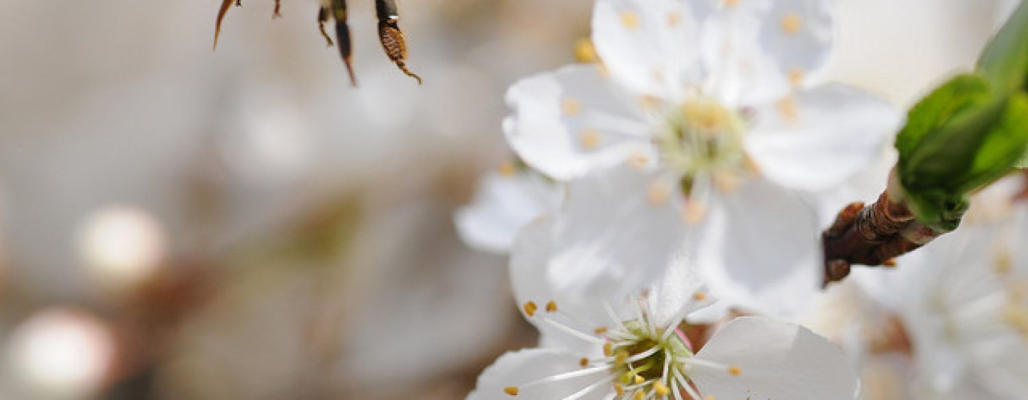 «Il faut évaluer correctement les effets des pesticides sur les abeilles»