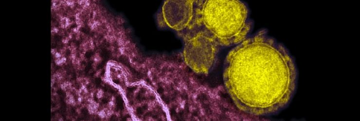 Virus coronavirus: l’OMS déclare l’état d’urgence