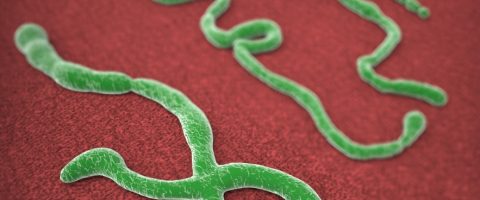 Ébola: «Un virus qui tue entre 70% et 90% des malades»