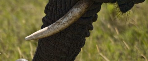 Le Cameroun, nouveau cimetière des éléphants