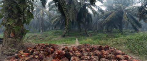 Les députés excluent finalement l’huile de palme des biocarburants