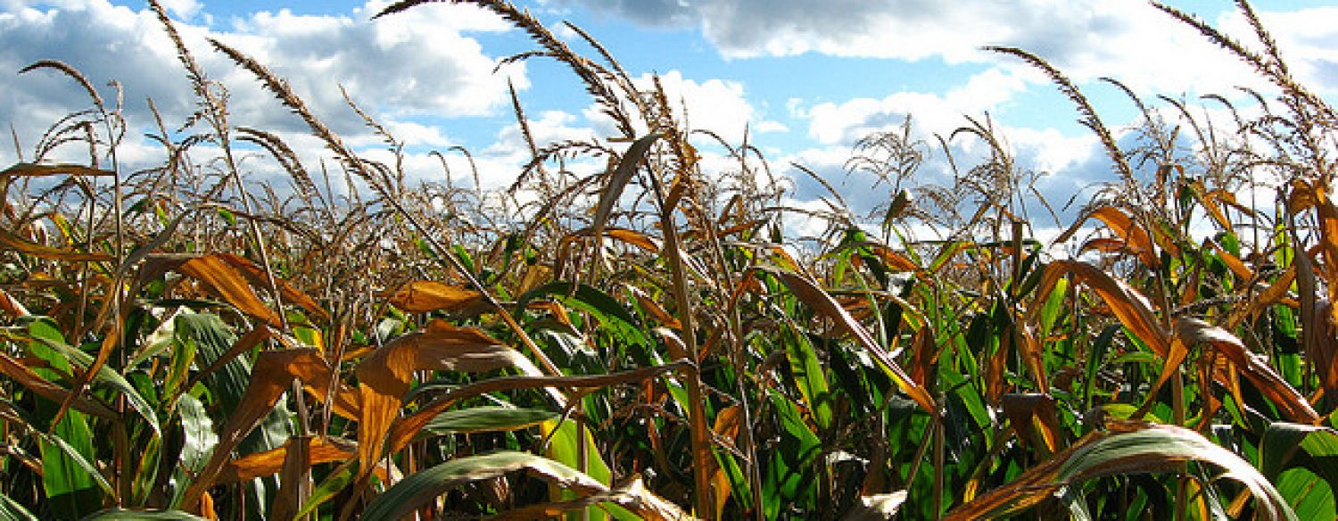 OGM et gaz : Interventionnisme politique et légalité