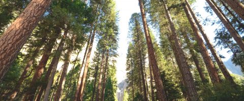Neutralité carbone : l’UE veut planter plus de 3 milliards d’arbres
